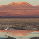 A flamingo wanders in a brine pond in the Atacama.
